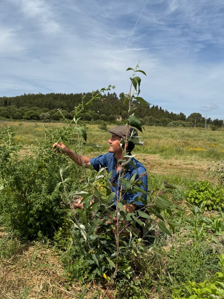 Jason van Alphen checking a young tree in a syntropic planting