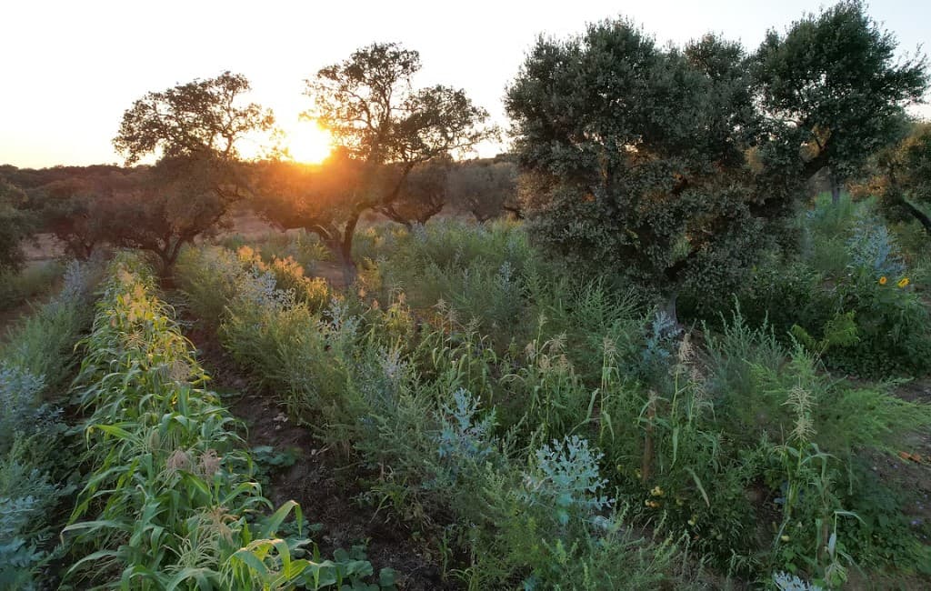 Low sun behind oak trees over a dense syntropic planting, with crop rows and shrubs in the foreground